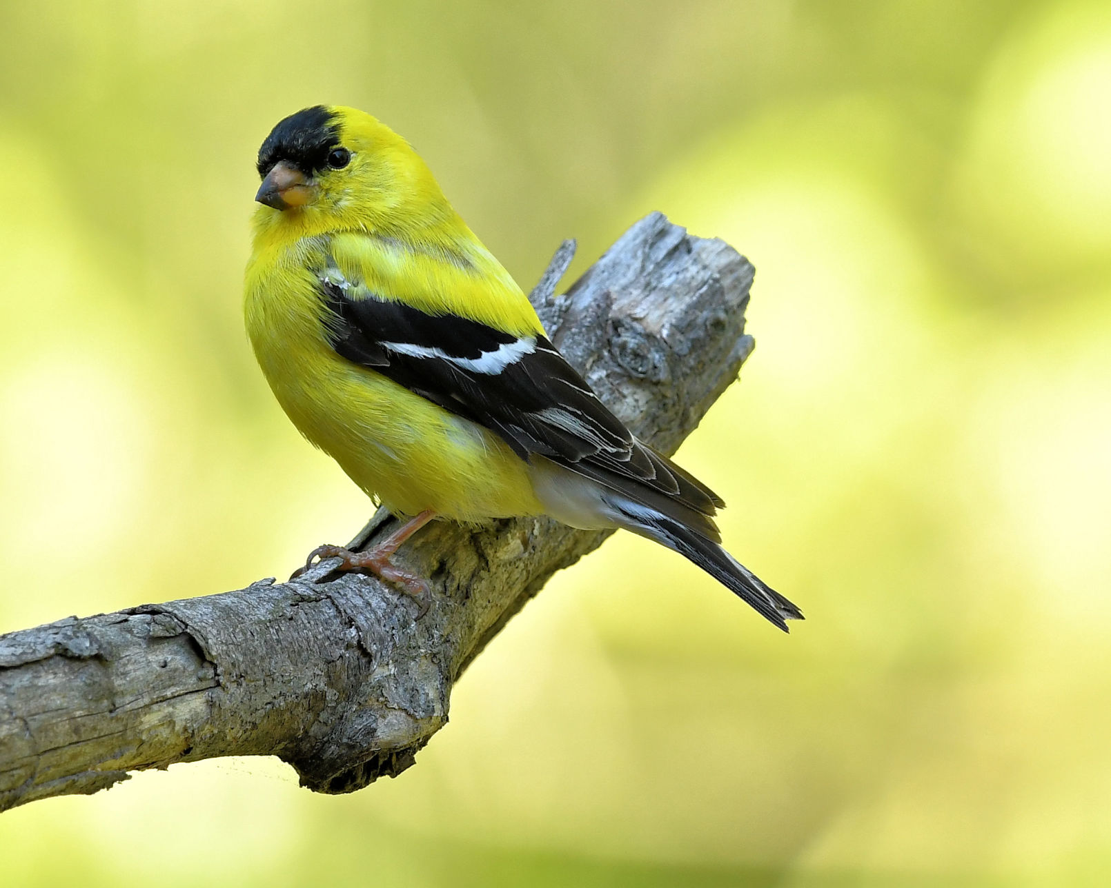 Goldfinches